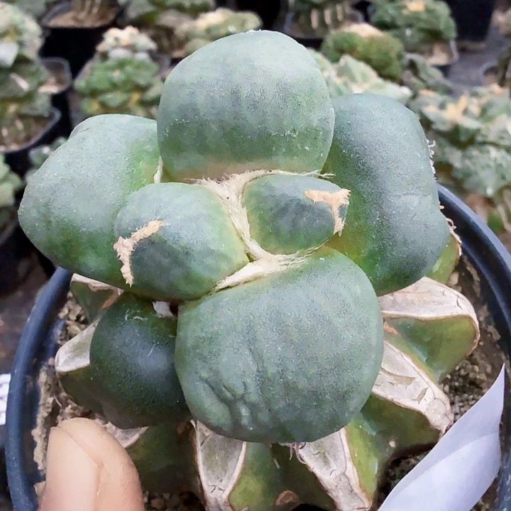 无花朵549白肌大型蛋蛋