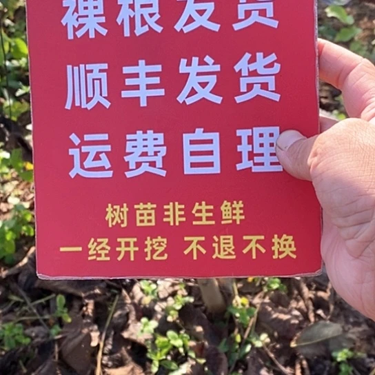 自***动吊坠文玩核桃文山