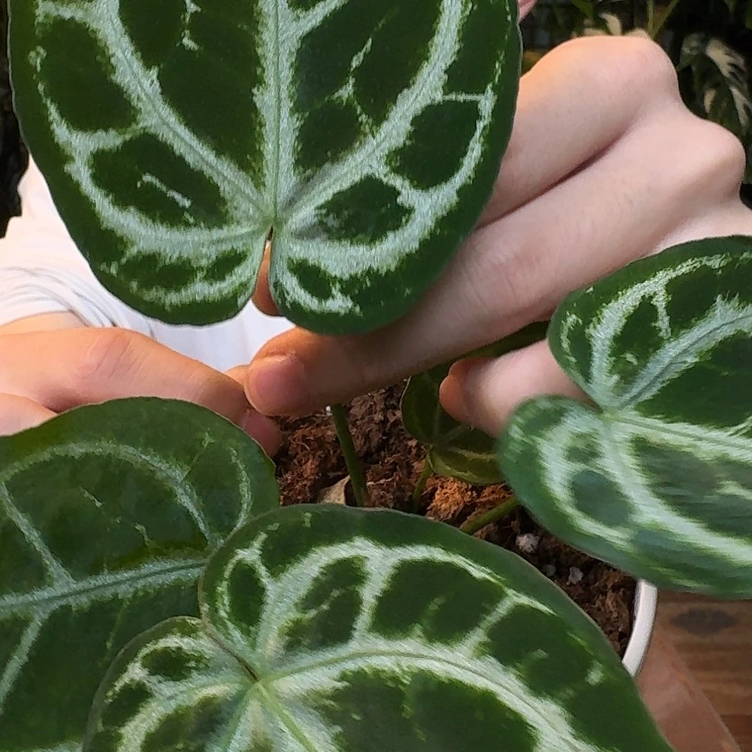 完全开放I08冰沙杂银色闪光