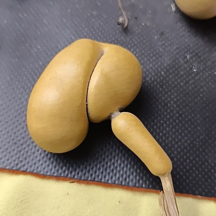 ?***?全品无瑕厚皮葫芦