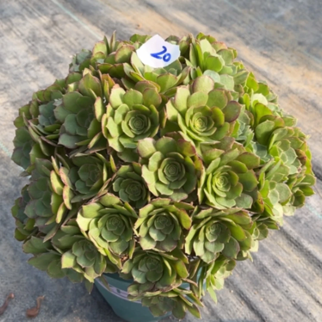 【闪购商品】20莎啦碗多肉法师