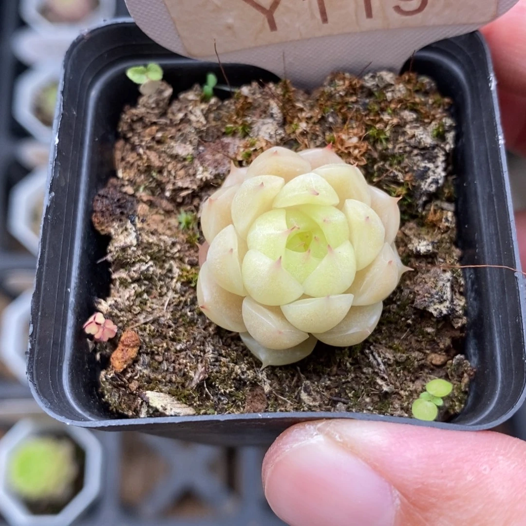 0119 麦秆单头 2.5cm