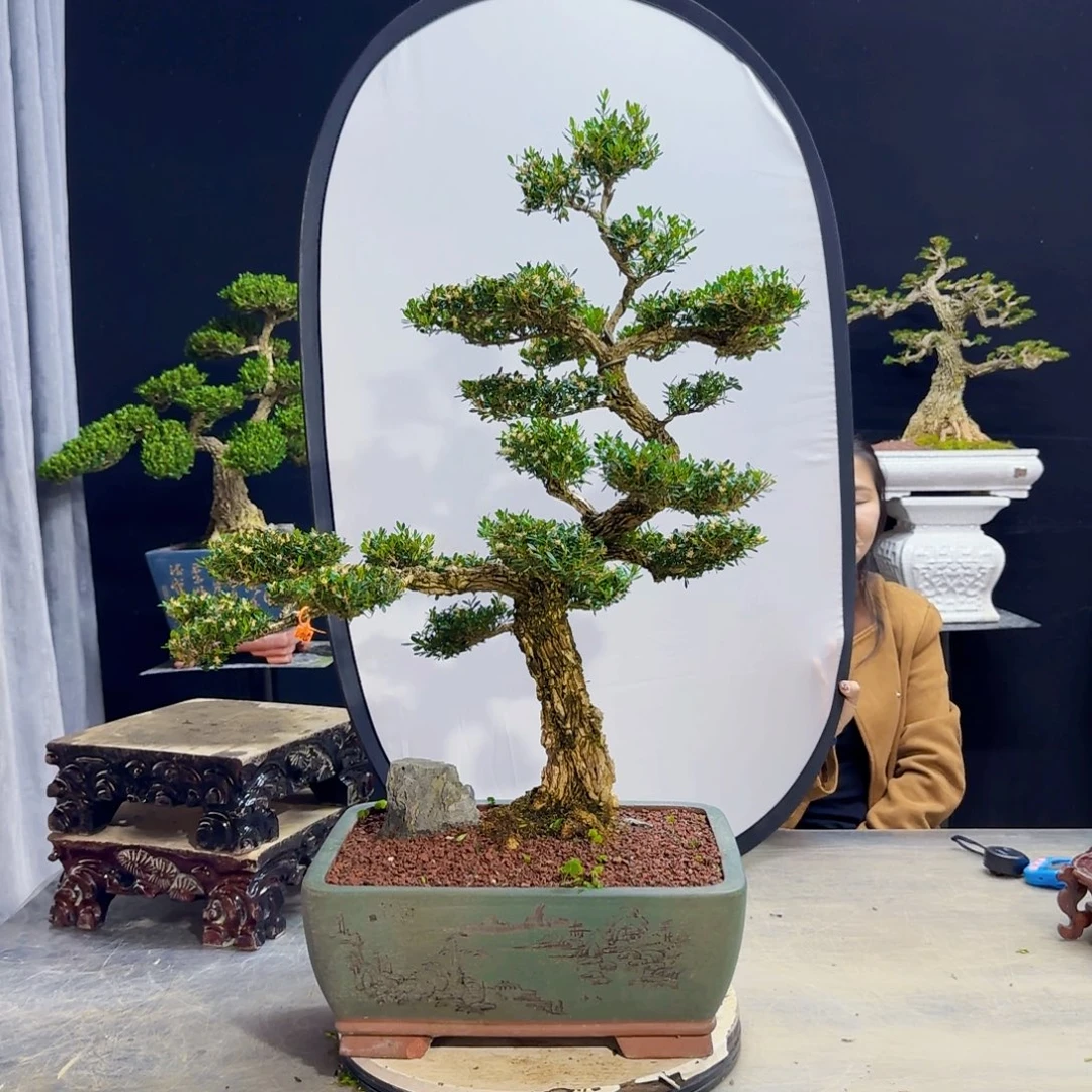 高端盆景黄杨盆景