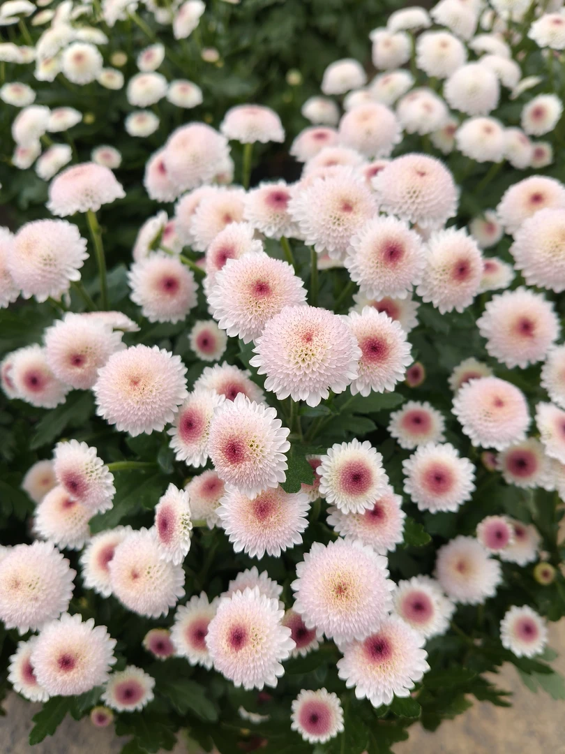 【珠玉之卵】荷兰菊阳台庭院耐热耐寒四季开花易养基地直发