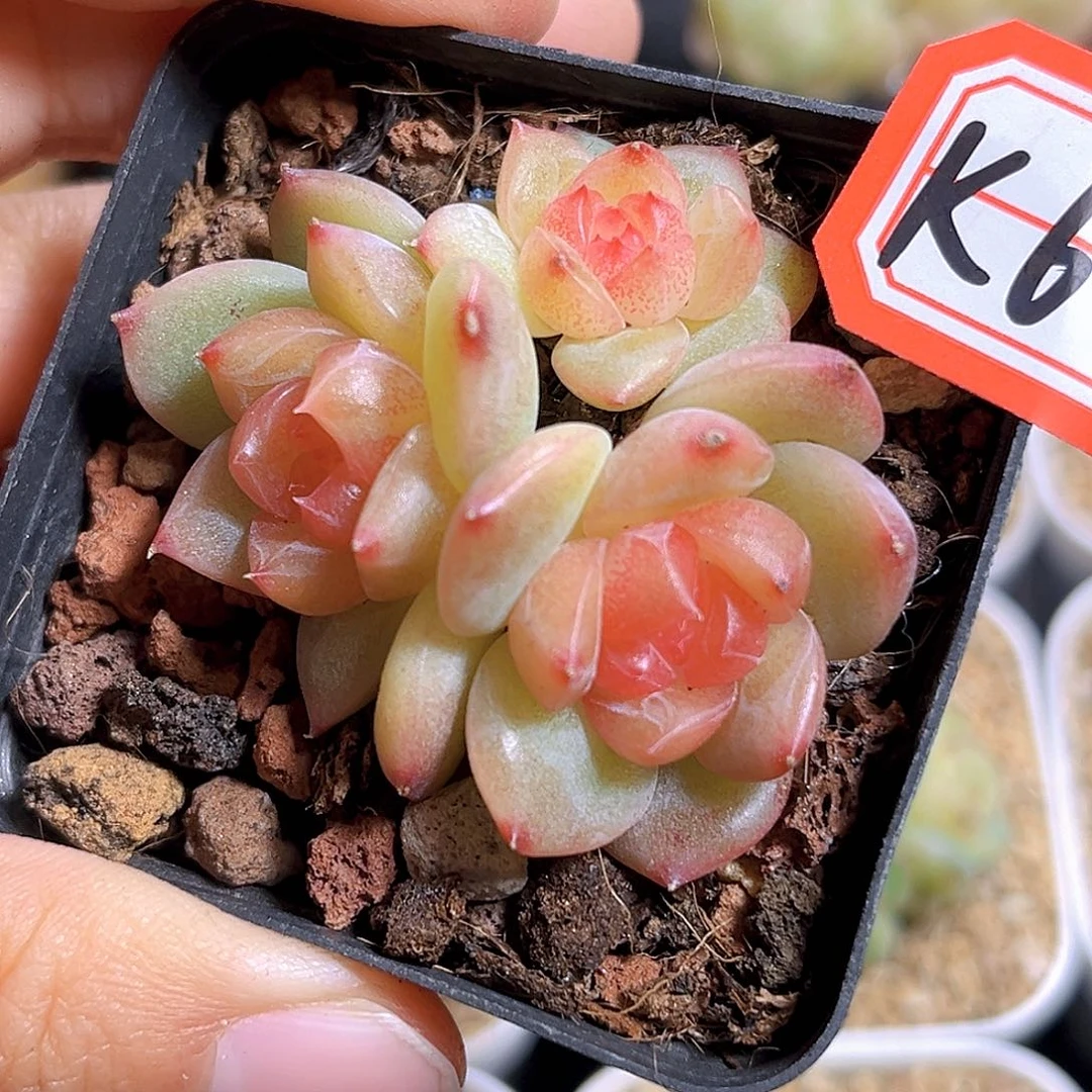 K696 追月 满18包邮