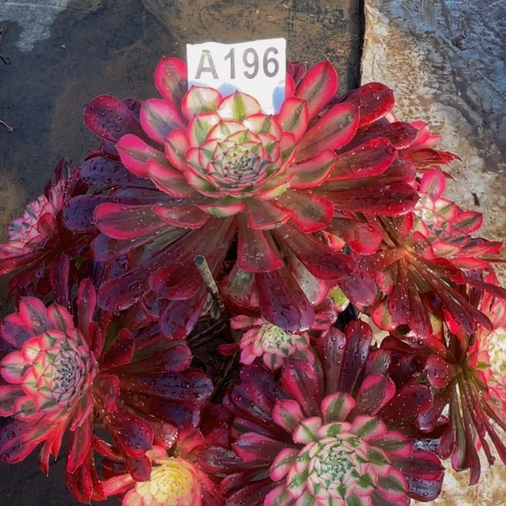 红铜白，196寄养两颗了