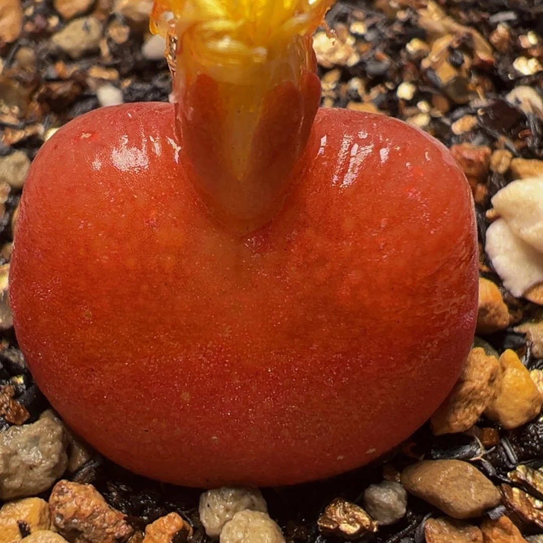 进口水蜜桃多肉植物