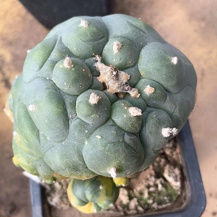 苗接仙人球开花。