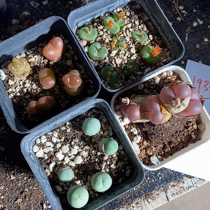 19304。   一组一组福利。