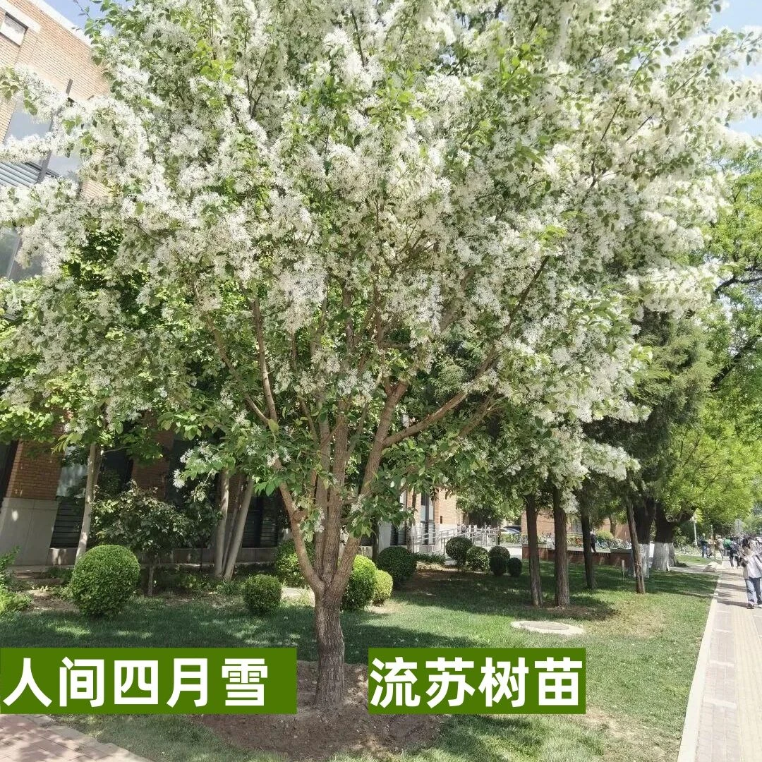 原生流苏树苗行道树庭院种植流苏花苗油根子树苗耐寒抗旱品种