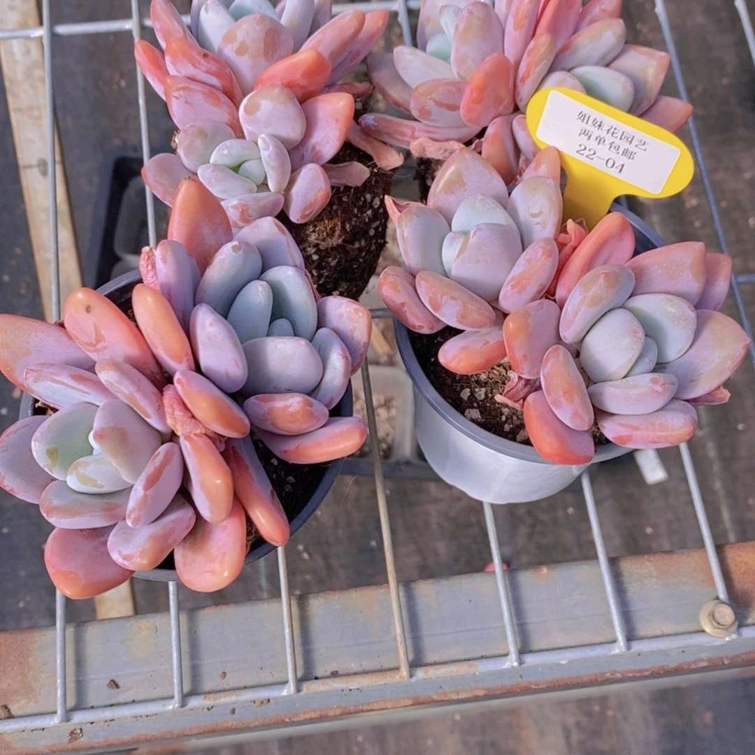 22-04-老桩母本粉兔双头一个