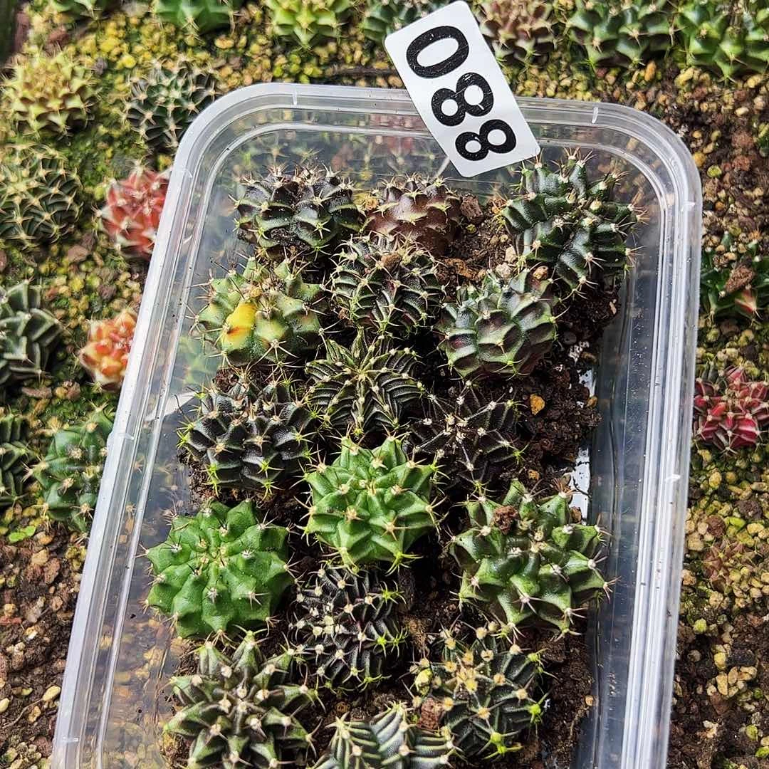 当前无花栽培后可以开花880