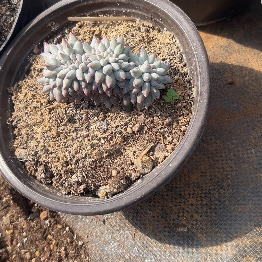 丰***)多肉植物实物直播实物