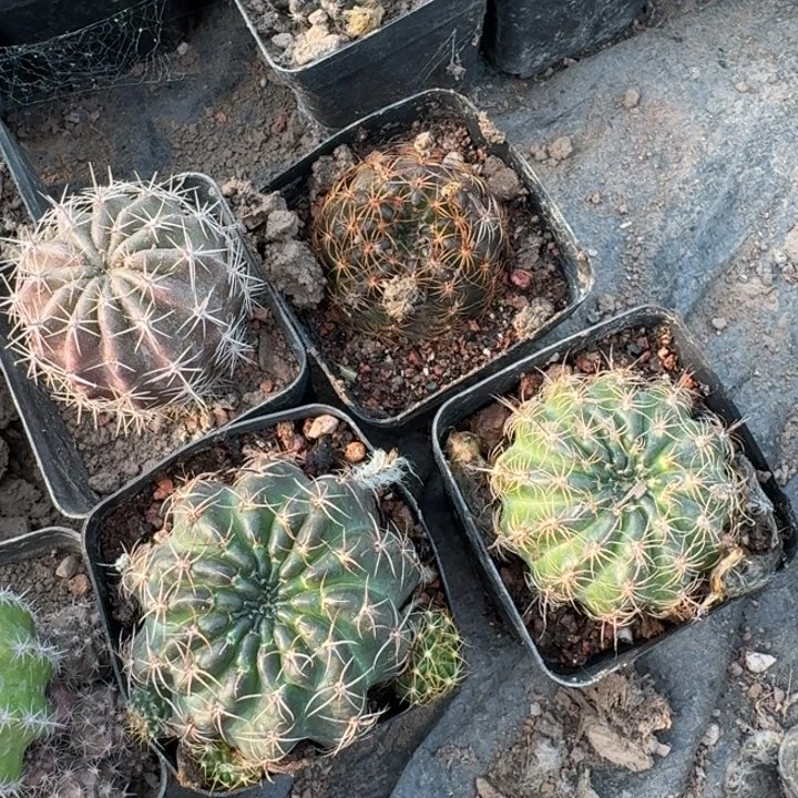 232丽花根3公分左右脱土发货斑软