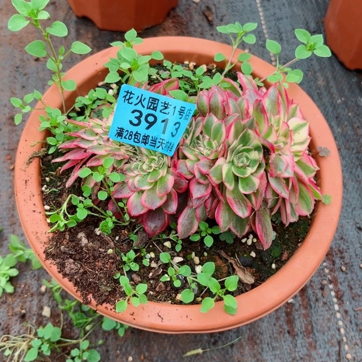 倾城缀3913多肉植物