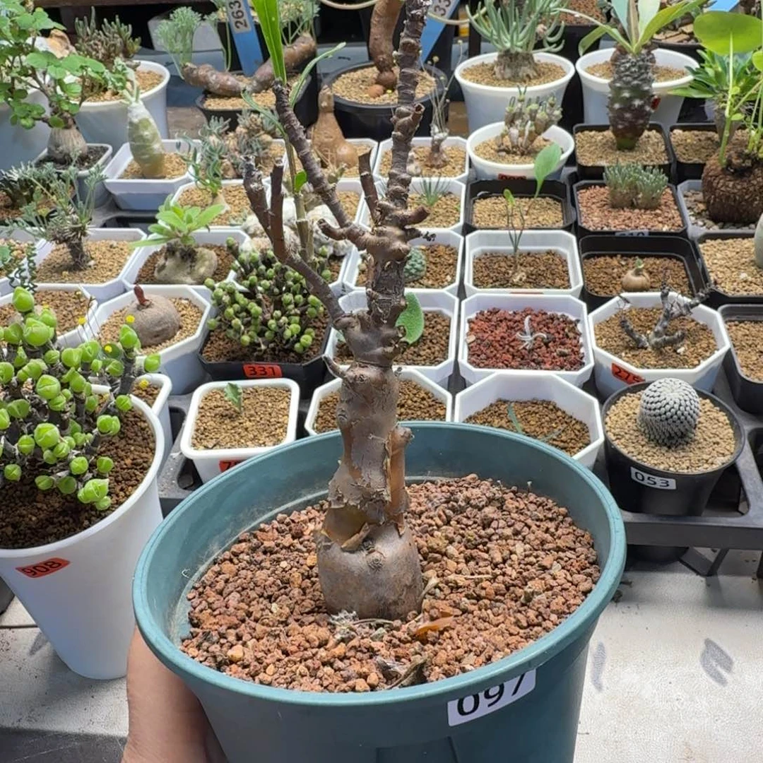 阿****瓶干厚墩菊097 仙人球