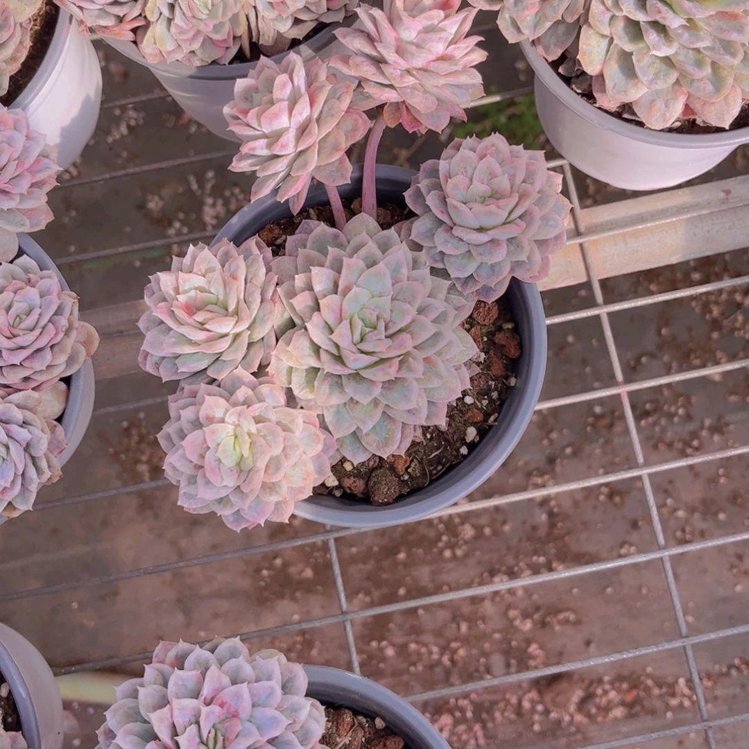 ****紫叶紫99899999999999