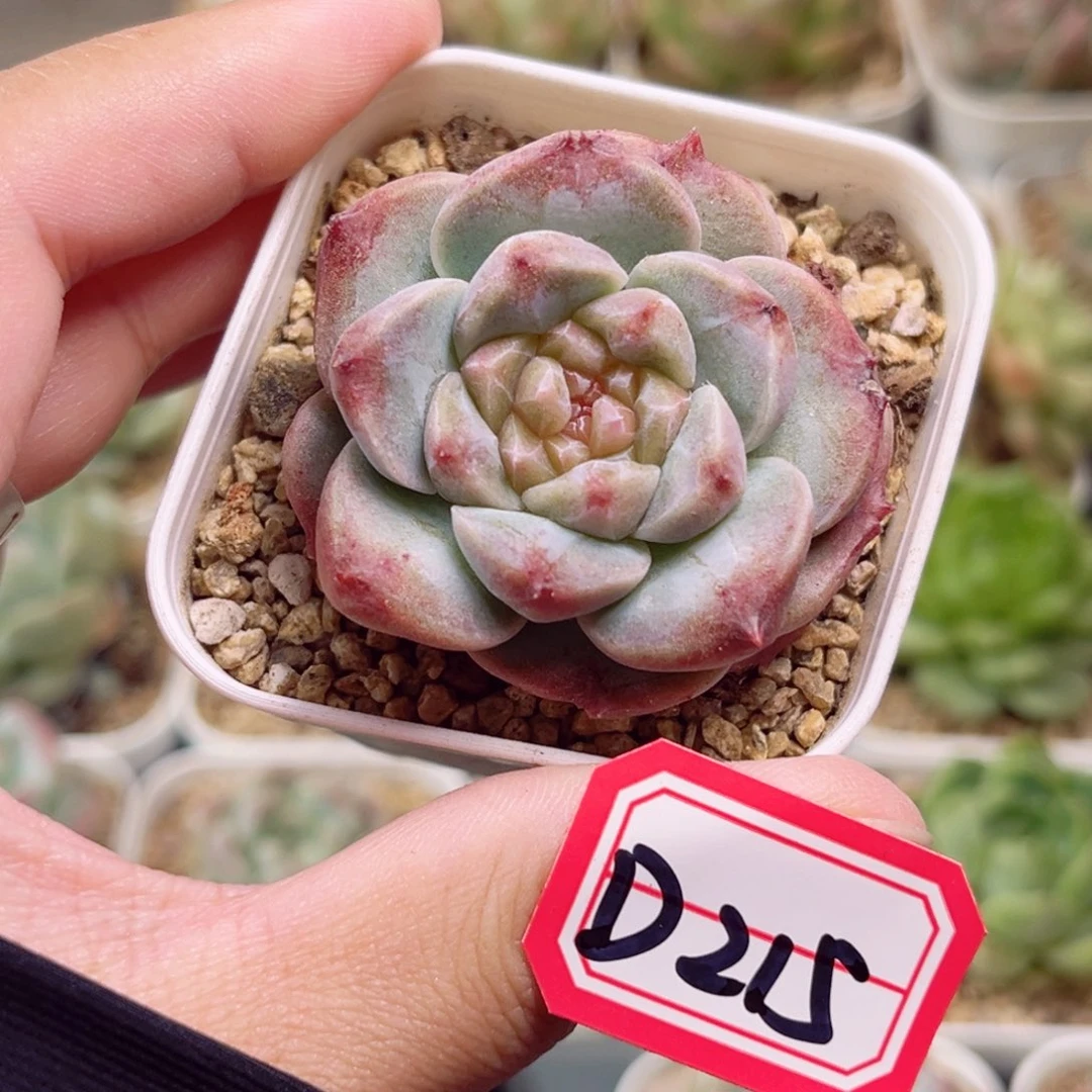 D215 一物一拍 18包邮