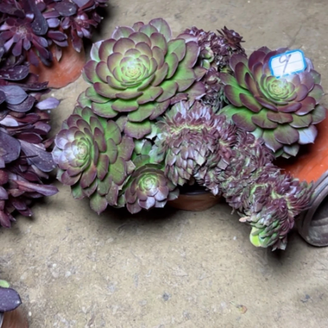 【闪购商品】多肉植物万圣节9