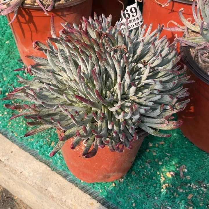 697号爱杜丽丝缀化多肉