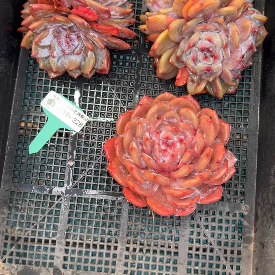 多肉一物一拍0119-328