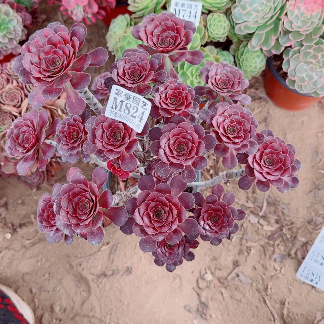 丽娜中斑发师824冠幅25