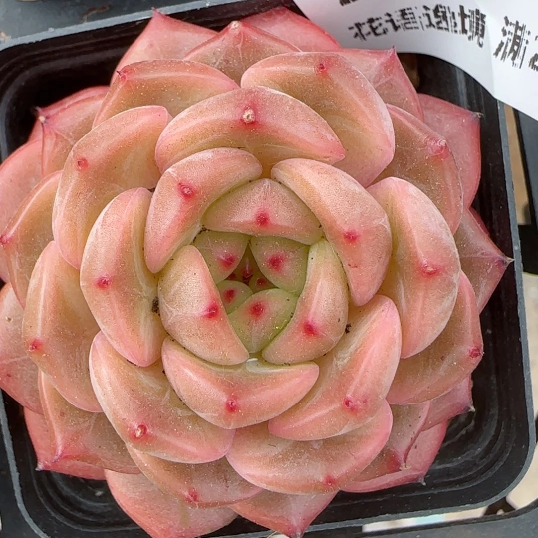花语逸镜0214-242