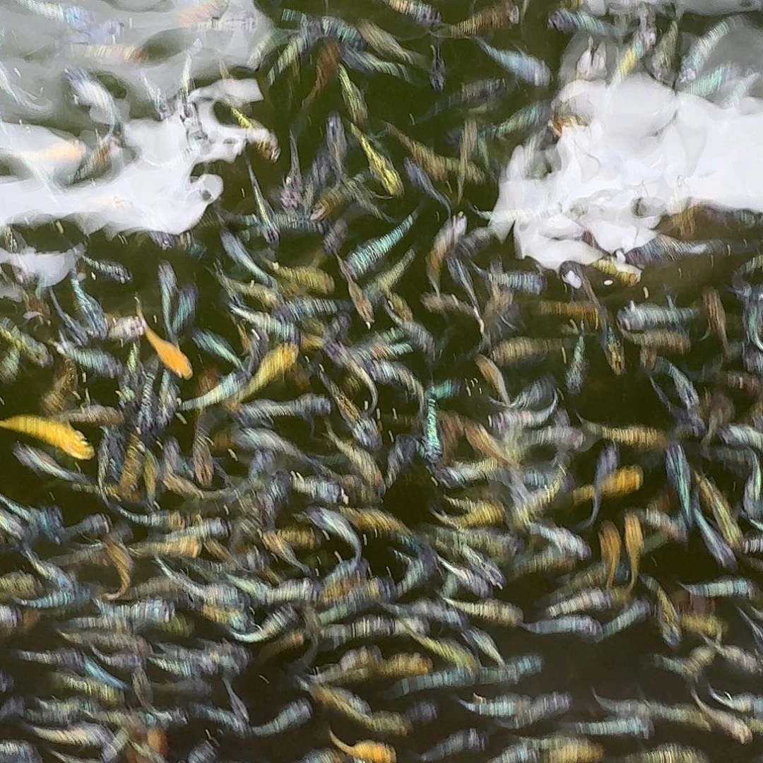 青鳉鱼1.5-2cm星光40条