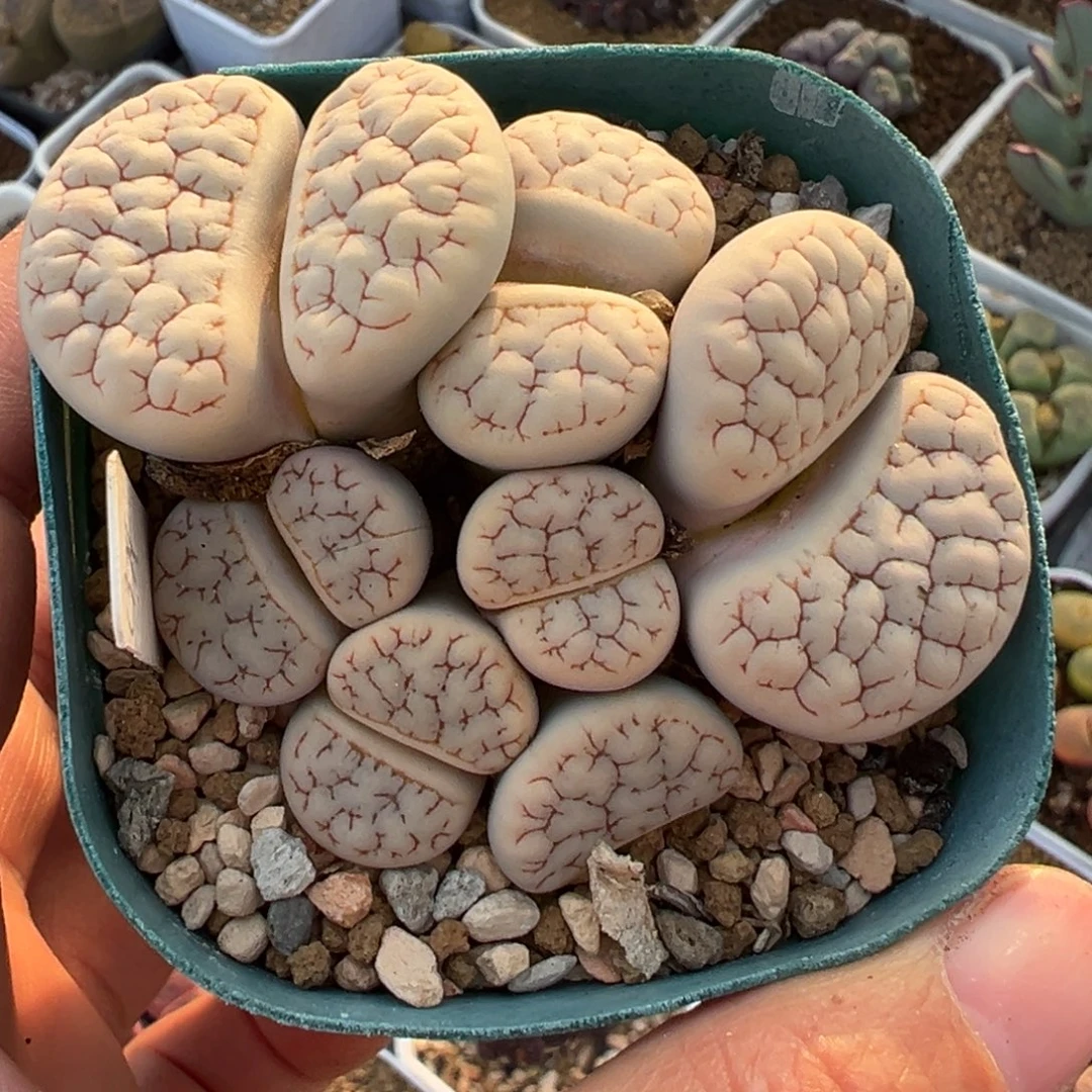 脑纹c374荒玉群多肉植物
