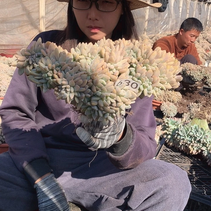 630 淡雪缀 一物一拍