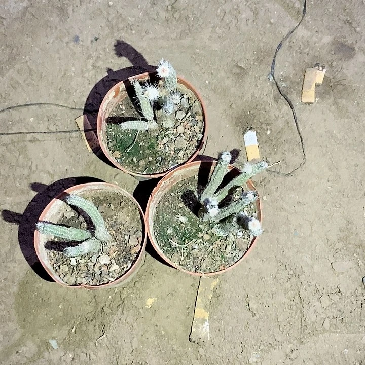 用****7银柳3个加一个芸儿根