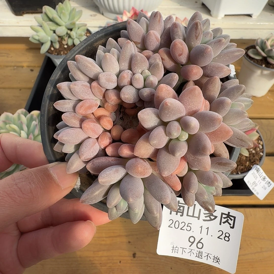 星黛露群1111128-96