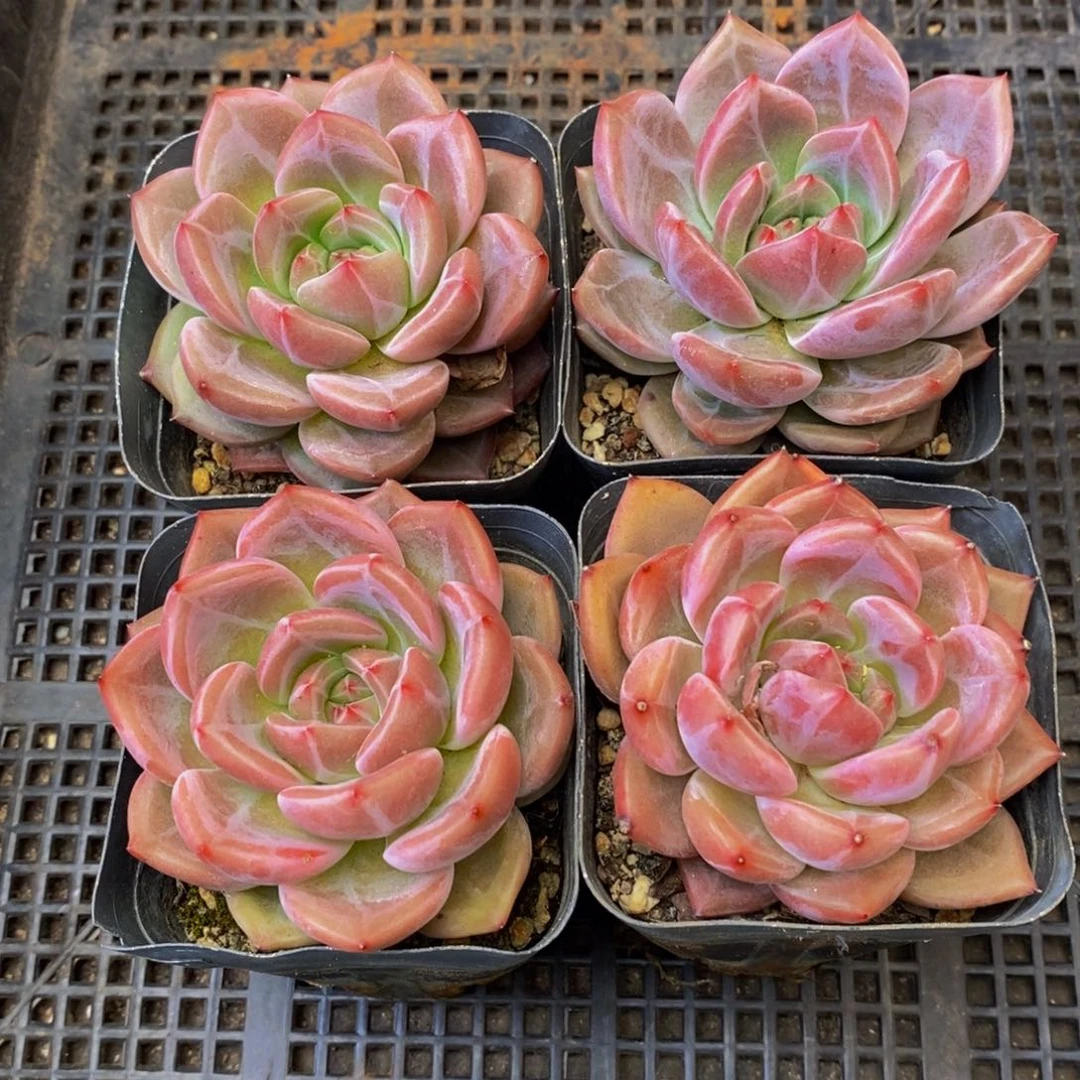 790的人最无情的