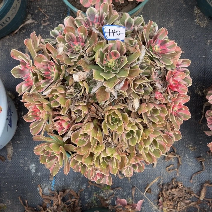 清***7140男神多肉植物法师