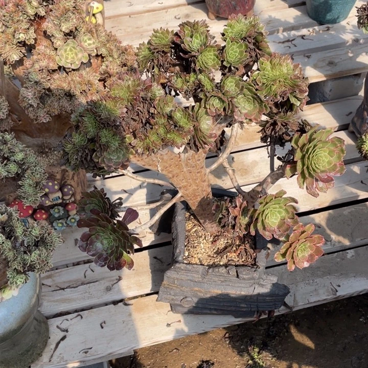 法师老桩缀化红金刚