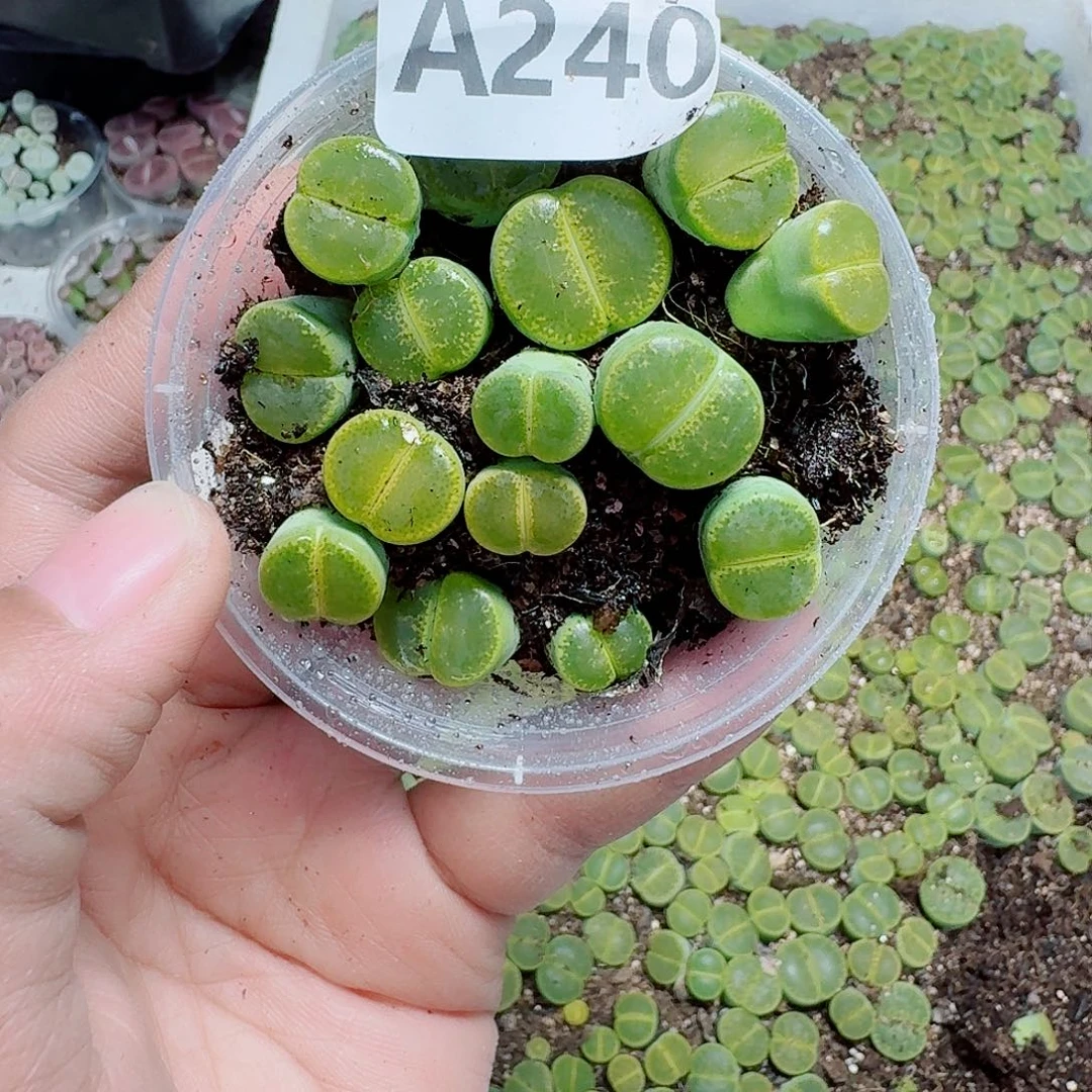 240多肉植物多肉植物