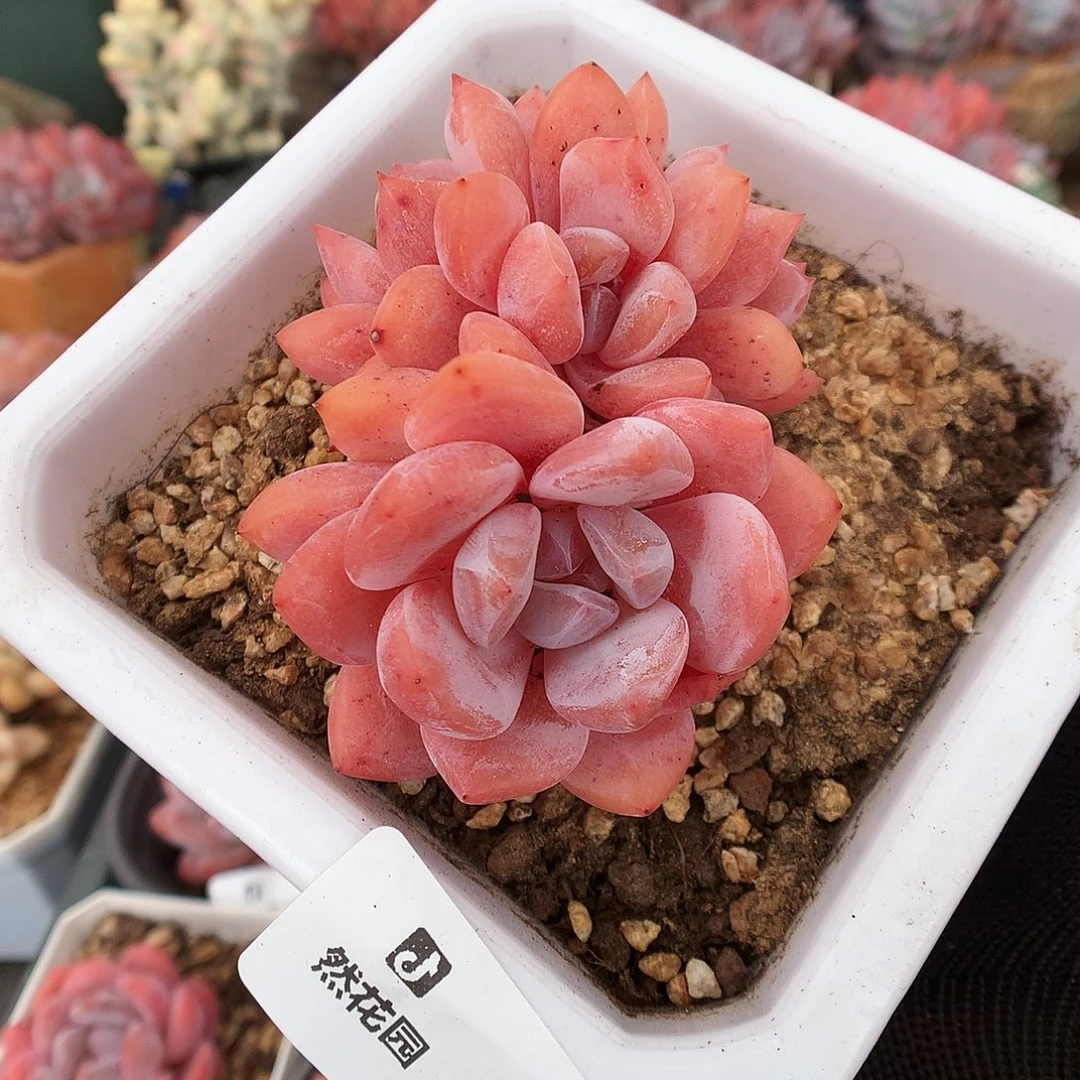 276雪天使多肉植物66666