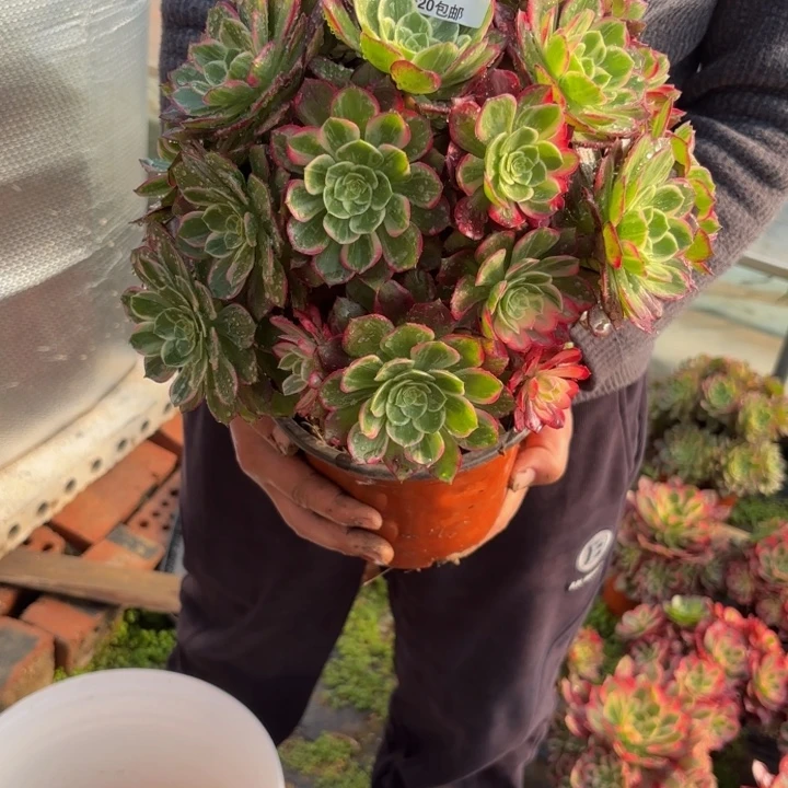 瑞妈，，。。。292。万花筒，