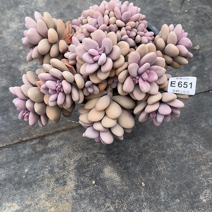 妖*桃蛋哈哈哈哈哈哈哈哈哈