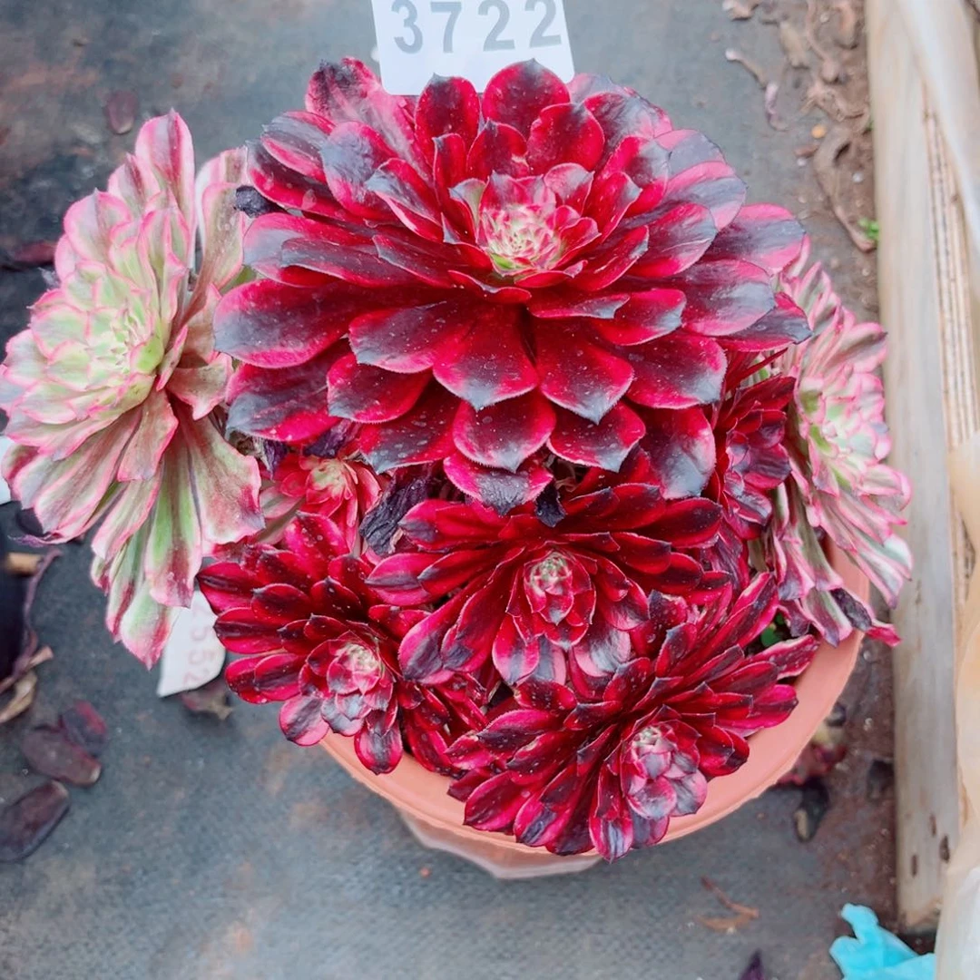 荷*…火焰精灵多肉发货