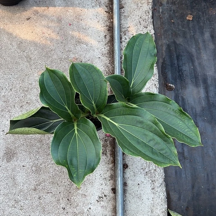 无花朵孙*宝莲灯小苗带叶损