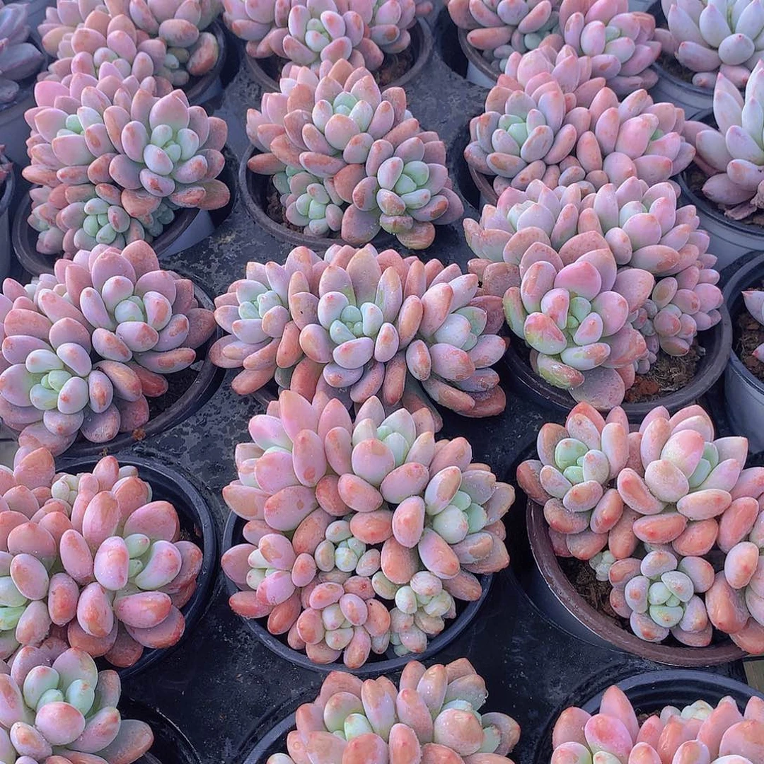 樱花洛神2467899990000