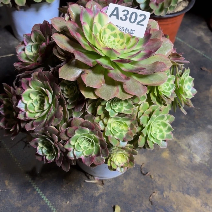 瑞妈，，。。。。302千禧