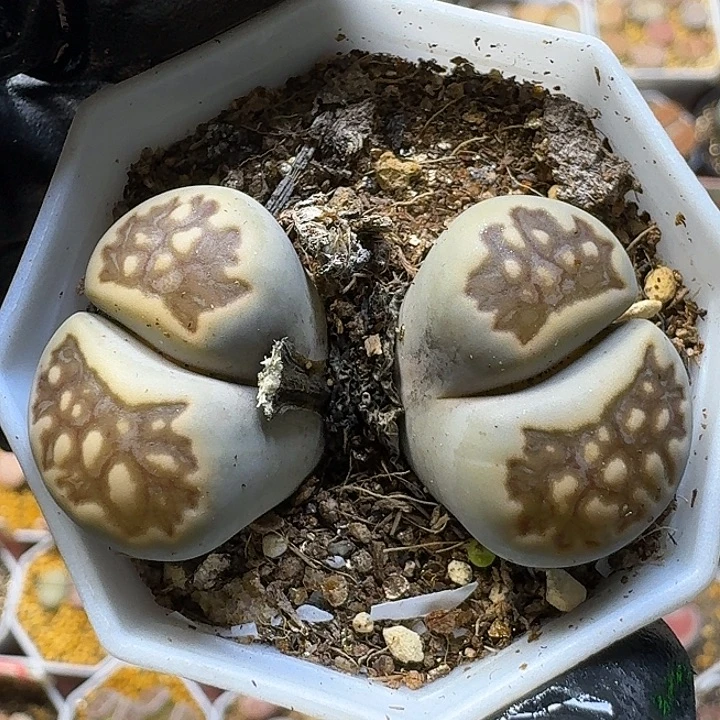 生石花1111112。   273