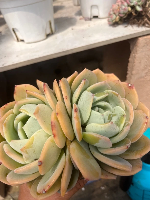 双头起发大凤橙，