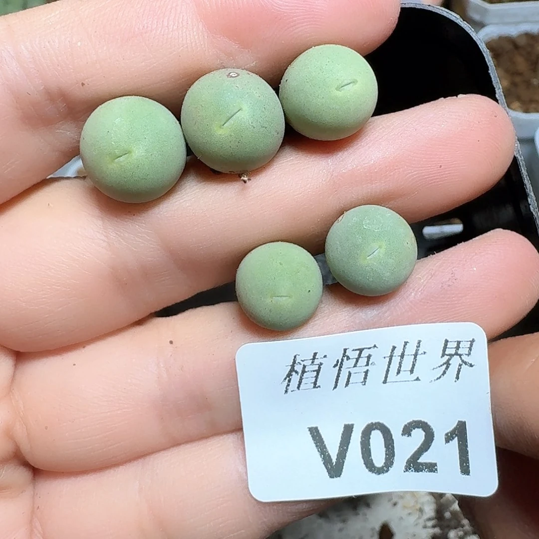 王****的021盒多肉植物哇cv
