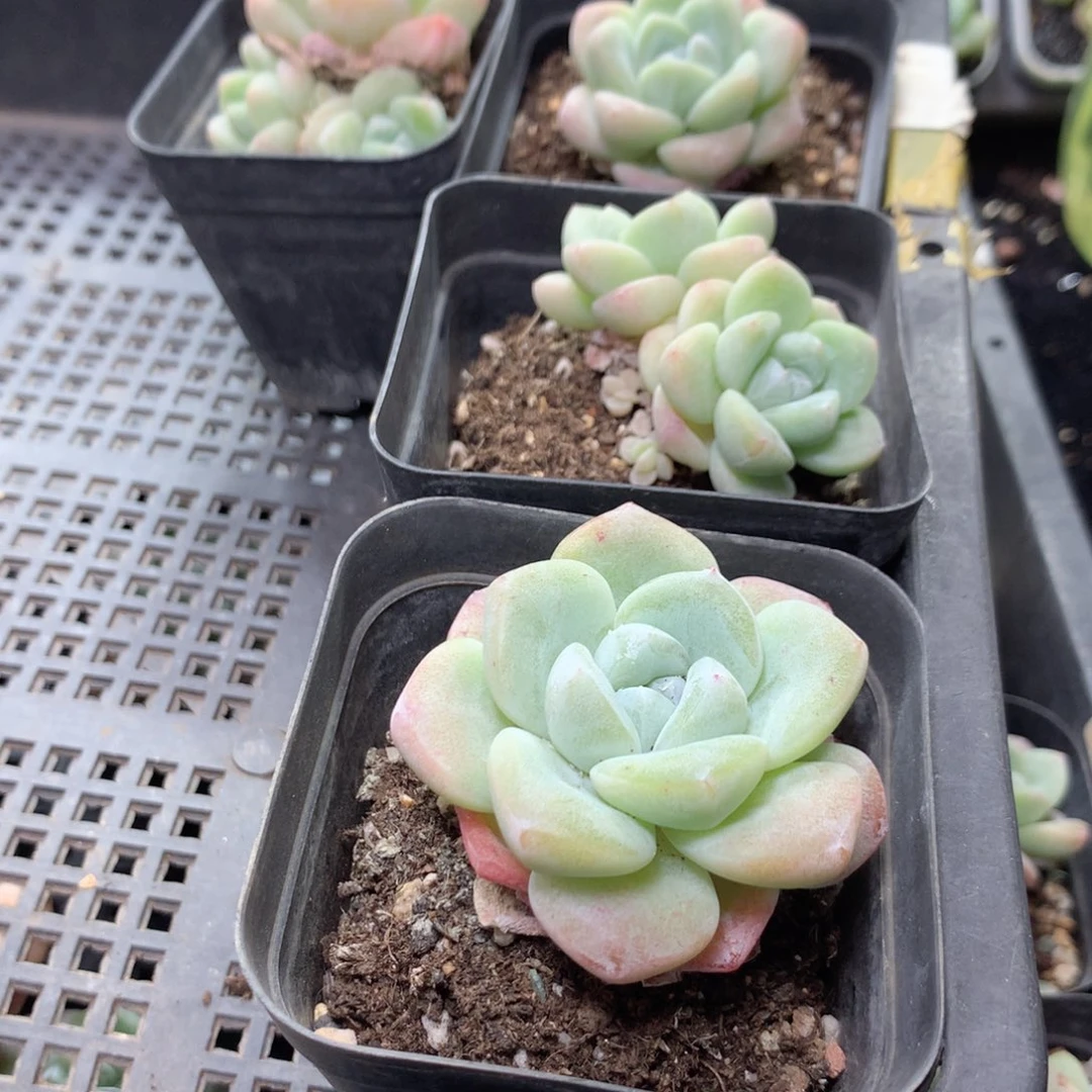 无花朵A109英语英语英语