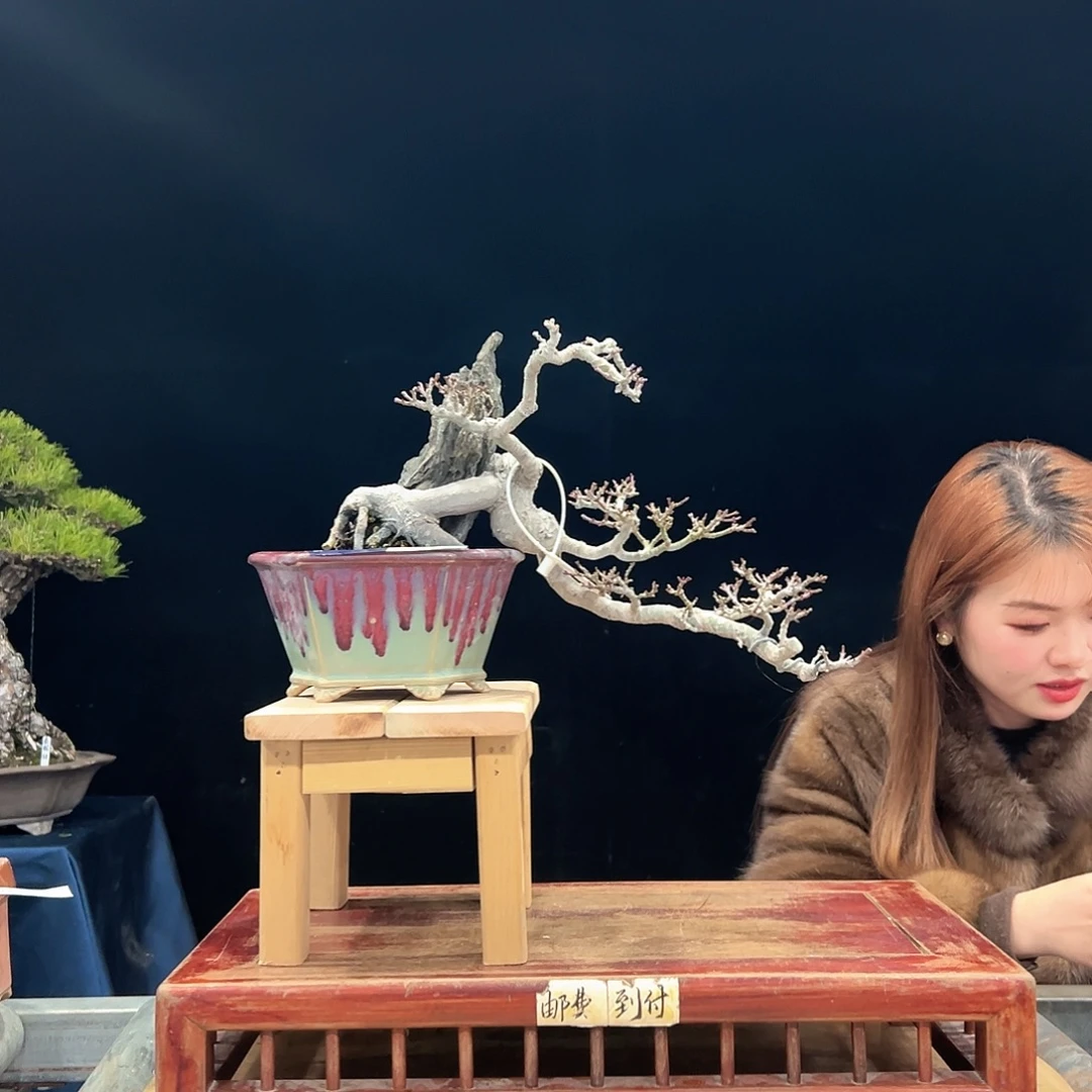 皮***蛋无花朵杜鹃花的诗作是