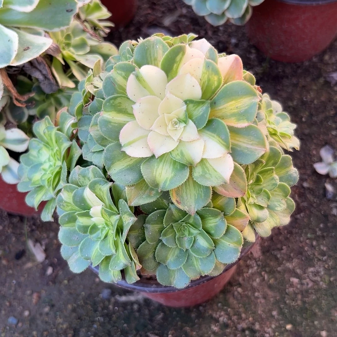 多肉植物多肉植物