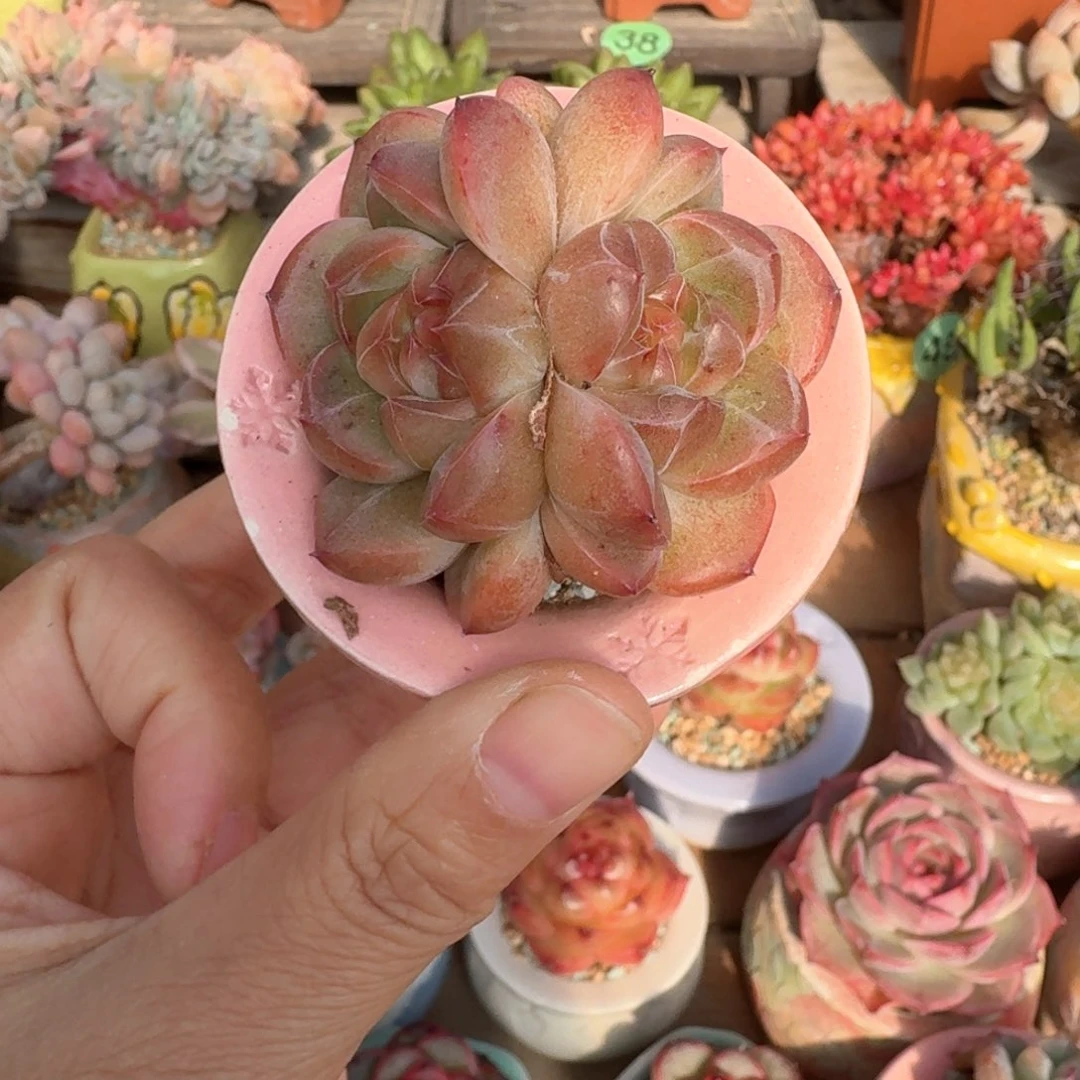 珍妮胖 多肉含盆土 一物一拍